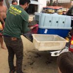 BOMBINHAS - Tartaruga Verde é resgatada na Praia de Canto Grande