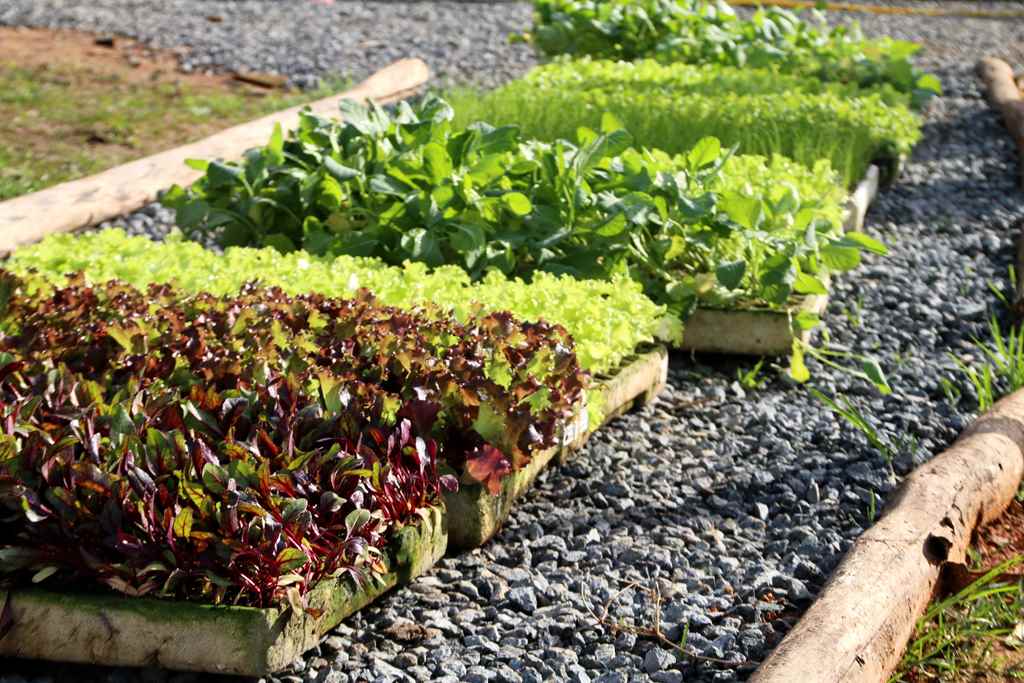 Programa Horta Comunitária e Familiar já atendeu mais de 350 famílias