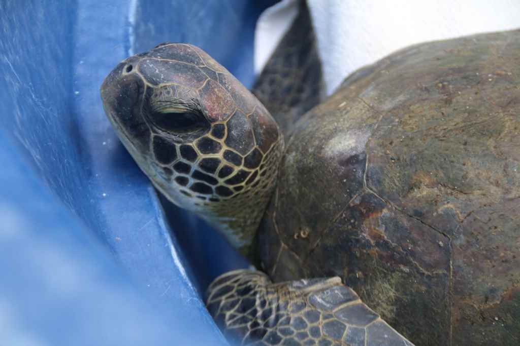 Tartarugas são resgatadas de redes feiticeiras em Itapema