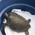 Tartarugas são resgatadas de redes feiticeiras em Itapema