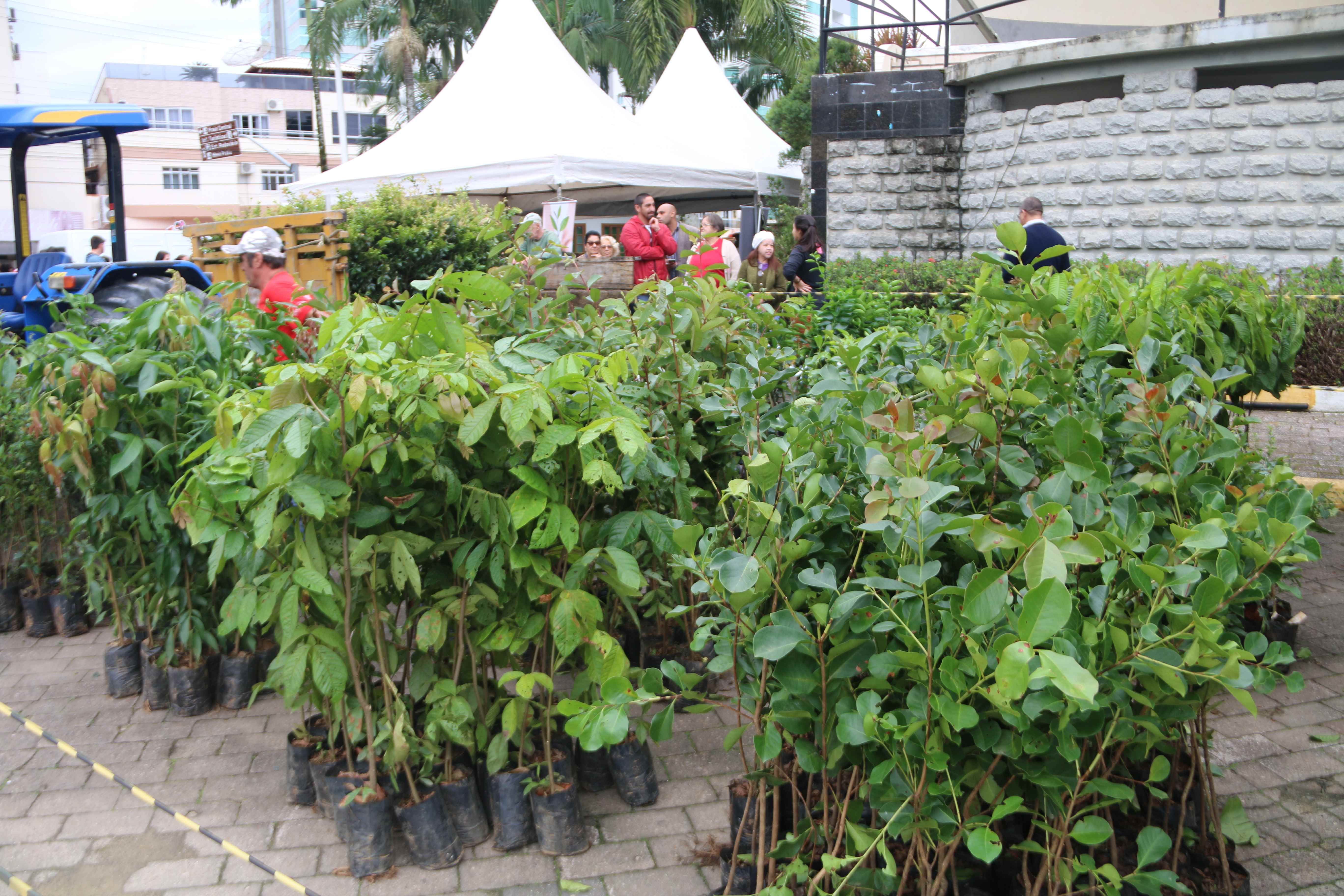 Semana do Meio Ambiente encerrará com troca de livros por mudas neste sábado (08/06)