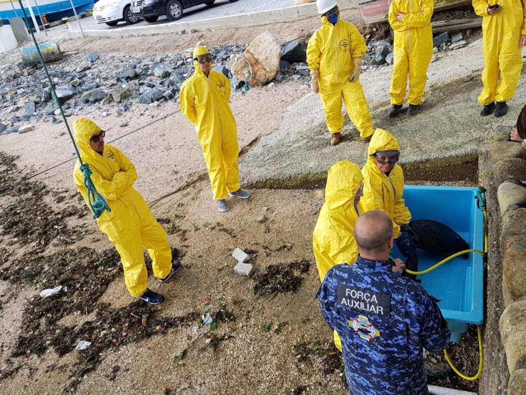 Curso forma voluntários para trabalhar com resgate de animais marinhos