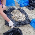 FAACI realiza dia de limpeza da praia