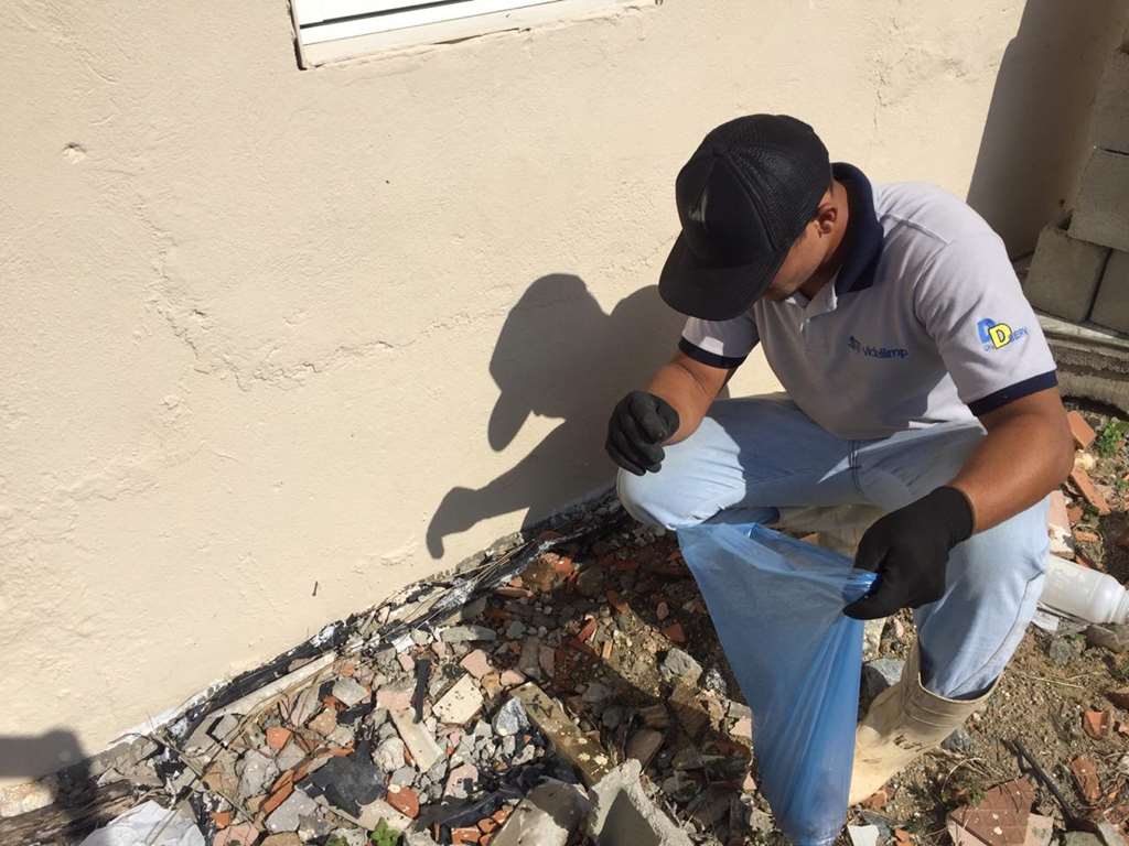 Saúde intensifica recolhimento do caramujo africano em Itapema