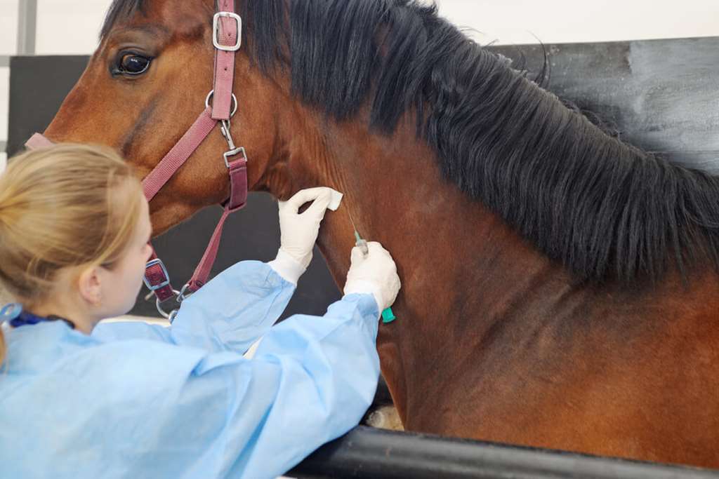 Prefeitura de Itapema alerta sobre vacinação em animais após cavalo ser contaminado com raiva