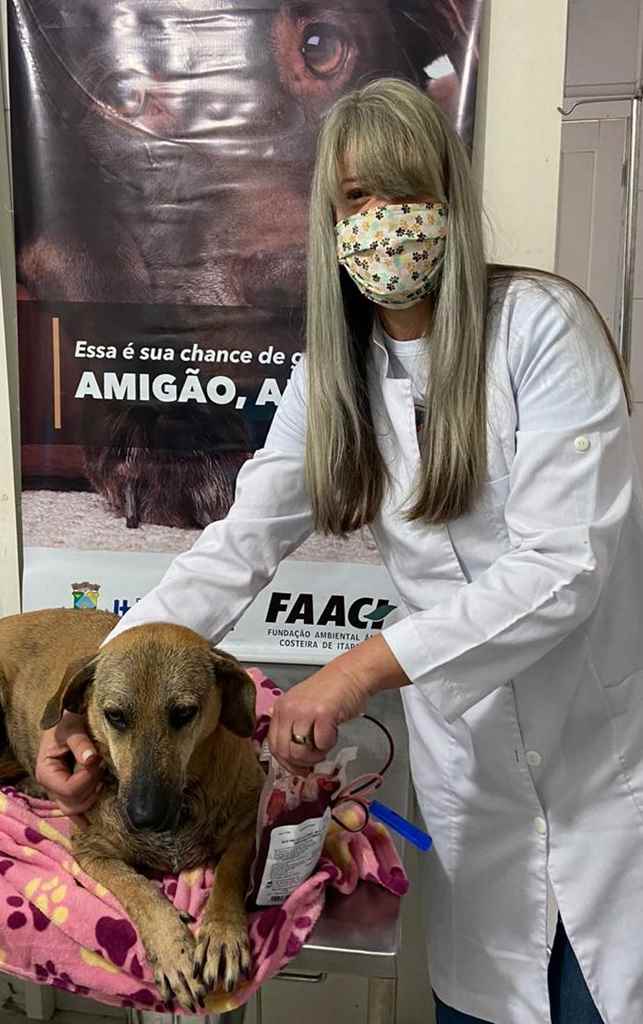 Animais do Abrigo Municipal de Cães de Itapema doam sangue