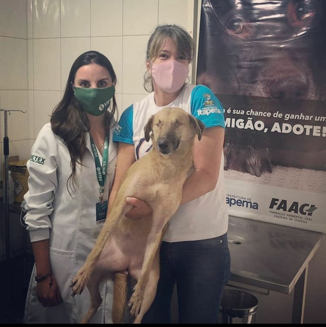 Animais do Abrigo Municipal de Cães de Itapema são testados para doar sangue