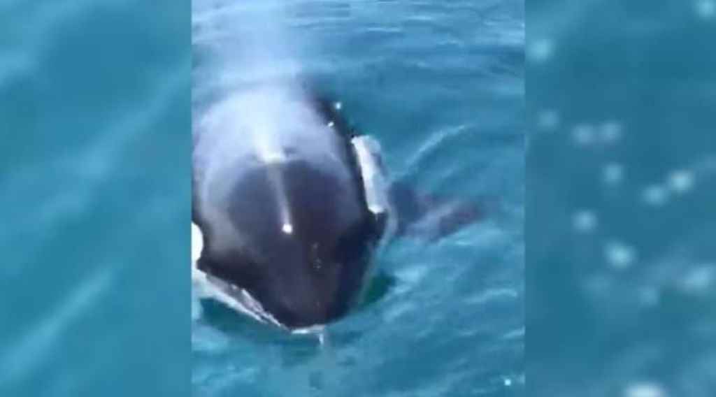 Um dos animais chegou a passar por debaixo de embarcação(Foto: Reprodução)