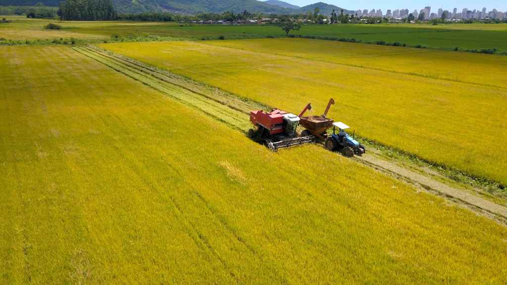 Agricultores estimam boa safra de arroz em Itapema
