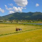 Agricultores estimam boa safra de arroz em Itapema