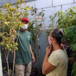 FAACI realiza doação de mudas de árvores frutíferas