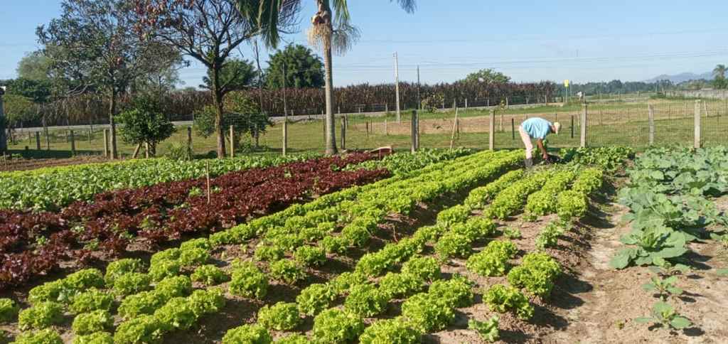 PORTO BELO - Horto Municipal de Porto Belo retoma distribuição de hortaliça