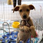 PORTO BELO - Porto Belo terá feira para doação de animais neste sábado