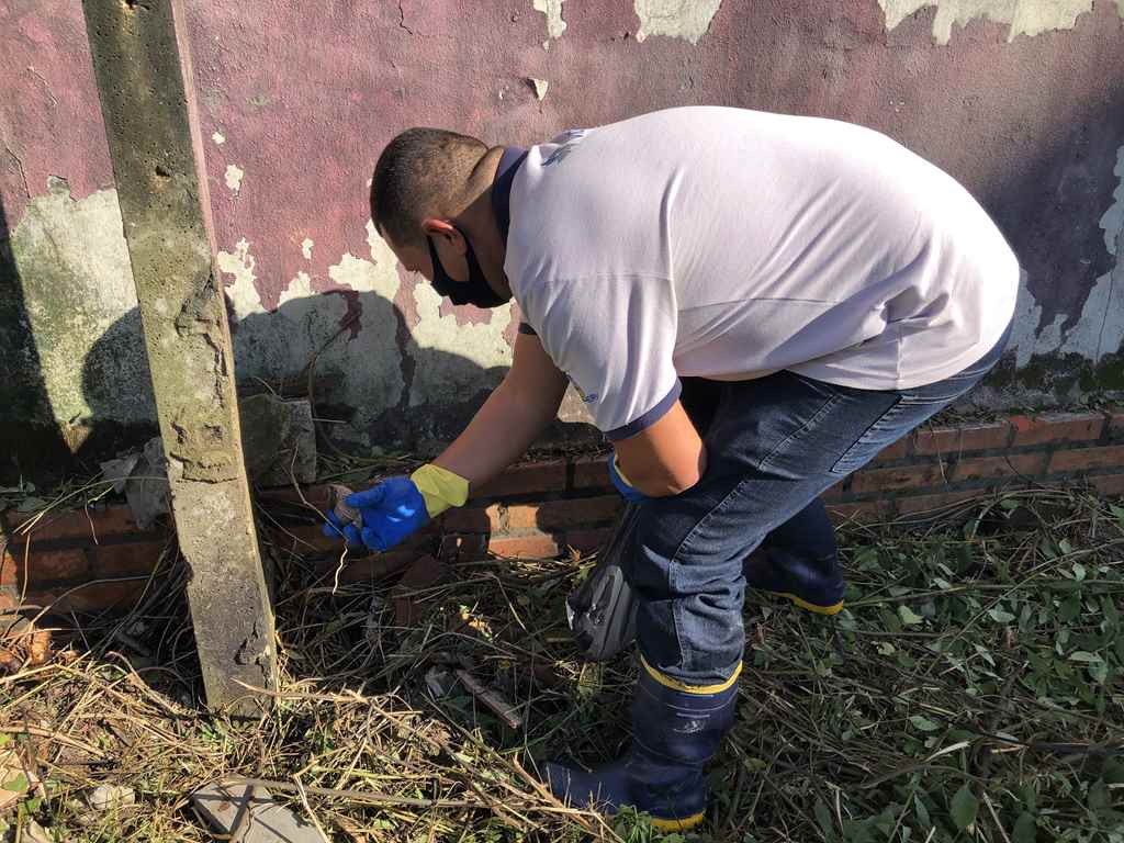 Saúde intensifica recolhimento do caramujo africano em Itapema