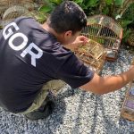 O autor, morador de Itapema, pode responder por crime ambiental por capturar e manter em cativeiro 23 aves silvestres - GOR/Polícia Civil de Itapema/Divulgação