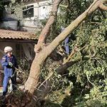 Árvore também caiu em Itajaí - Corpo de Bombeiros/Divulgação