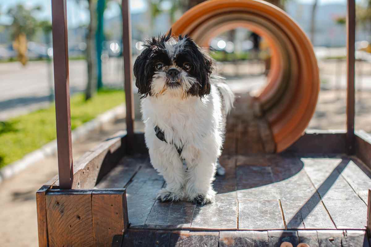 Truques especiais para cães são ensinados em workshop gratuito de adestramento no Porto Belo Outlet Premium