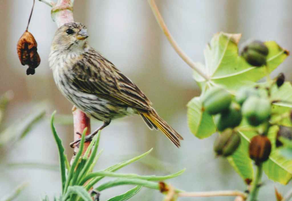 Curso de Observação de Aves da Costa Verde & Mar_Créditos Clóvis da Luz