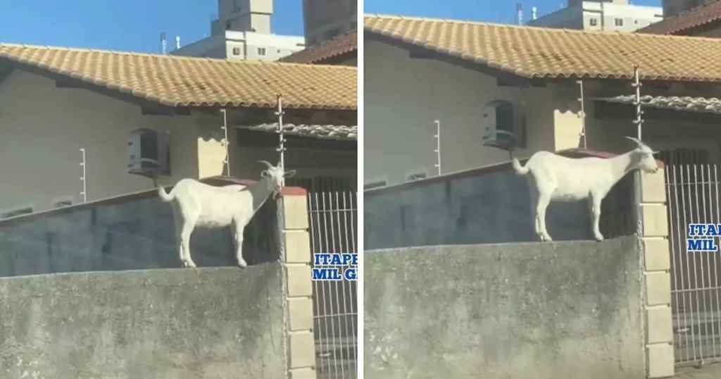 VÍDEO: Cabra ‘fofoqueira’ sobe em muro para espiar vizinho e viraliza em SC
