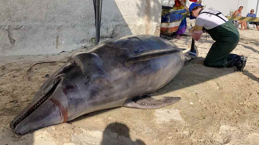Espécie de golfinho encontrado em Bombinhas é popularmente conhecido como “nariz de garrafa” – Foto: PMP-BS/Reprodução/ND