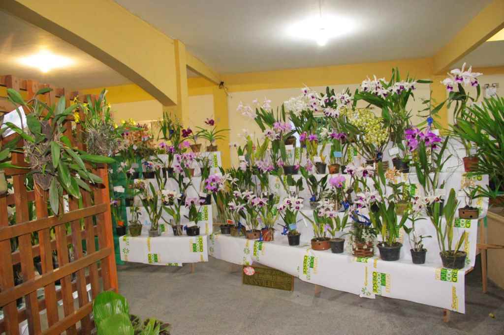 PORTO BELO - Porto Belo terá exposição de orquídeas neste final de semana