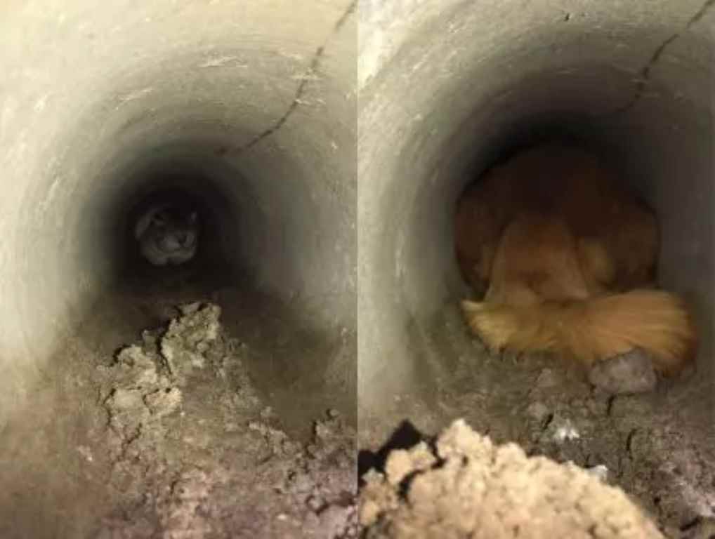 Animais ficam presos em tubulação de Porto Belo – Foto: Divulgação/ND
