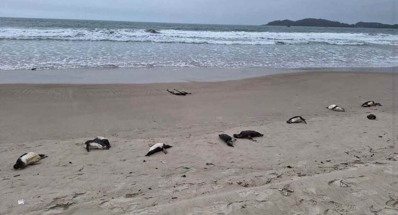 Unidade de Estabilização de Animais Marinhos/Reprodução – Foto: Animais foram encontrados mortos na praia