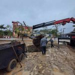 Construtora transplanta figueira nativa de área de obra para praça pública - Foto: Adriano Gavasso/Divulgação