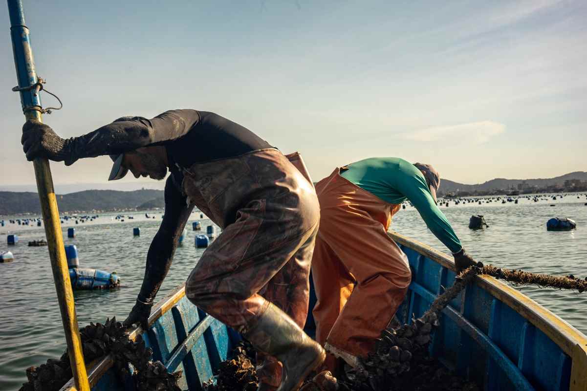 Projeto fotodocumental registra o trabalho de maricultores de Bombinhas - Foto - Clarissa Herrig