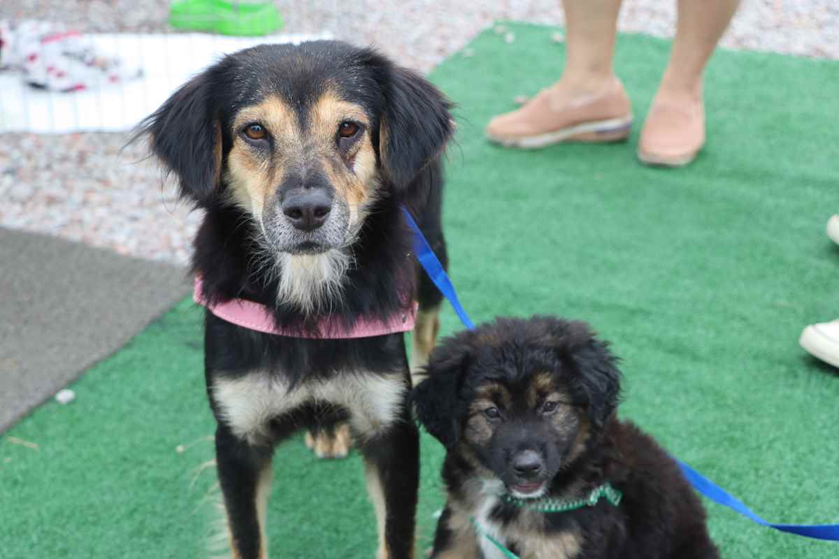 PORTO BELO - Porto Belo oferece castração gratuita para cães e gatos