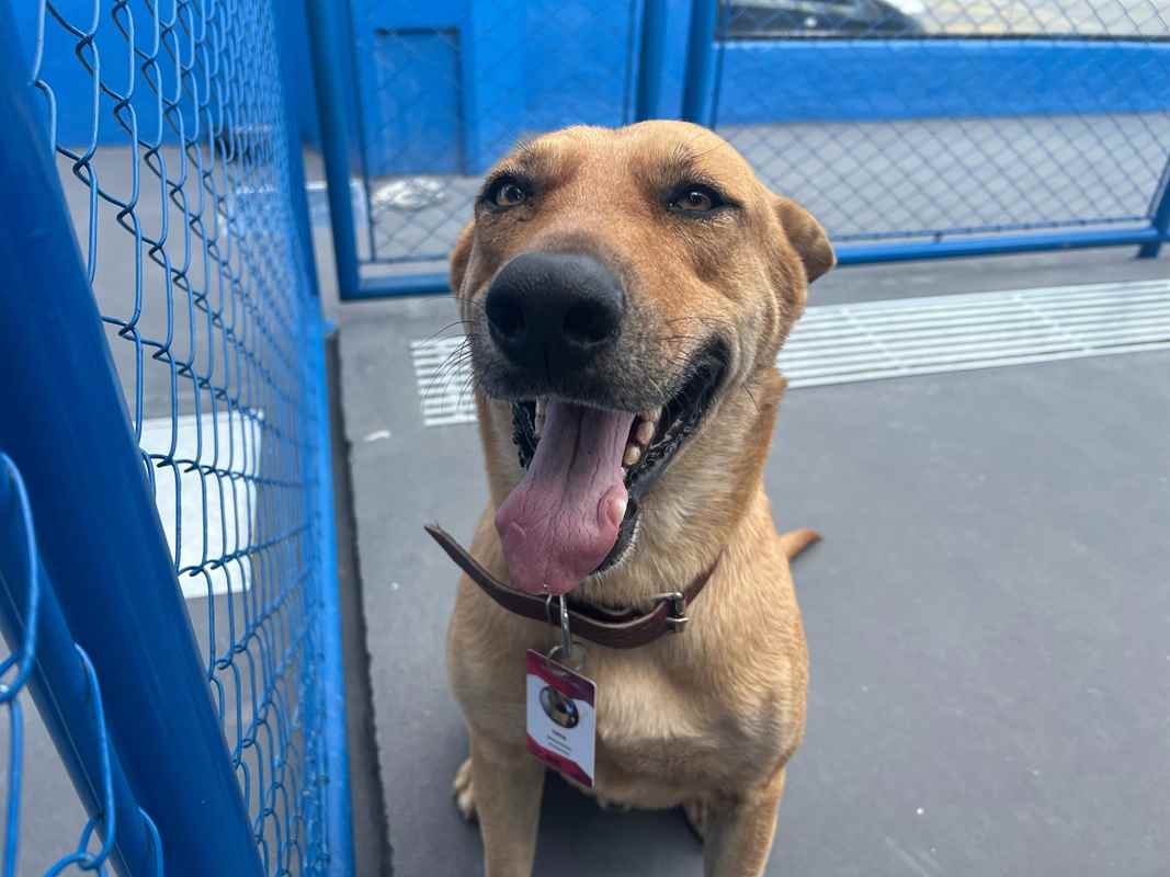 Mortadela e Tatá: DABA de Itapema oficializa mascotes com crachás personalizados