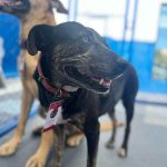 Mortadela e Tatá: DABA de Itapema oficializa mascotes com crachás personalizados