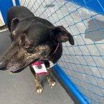 Mortadela e Tatá: DABA de Itapema oficializa mascotes com crachás personalizados