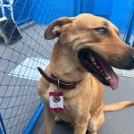 Mortadela e Tatá: DABA de Itapema oficializa mascotes com crachás personalizados