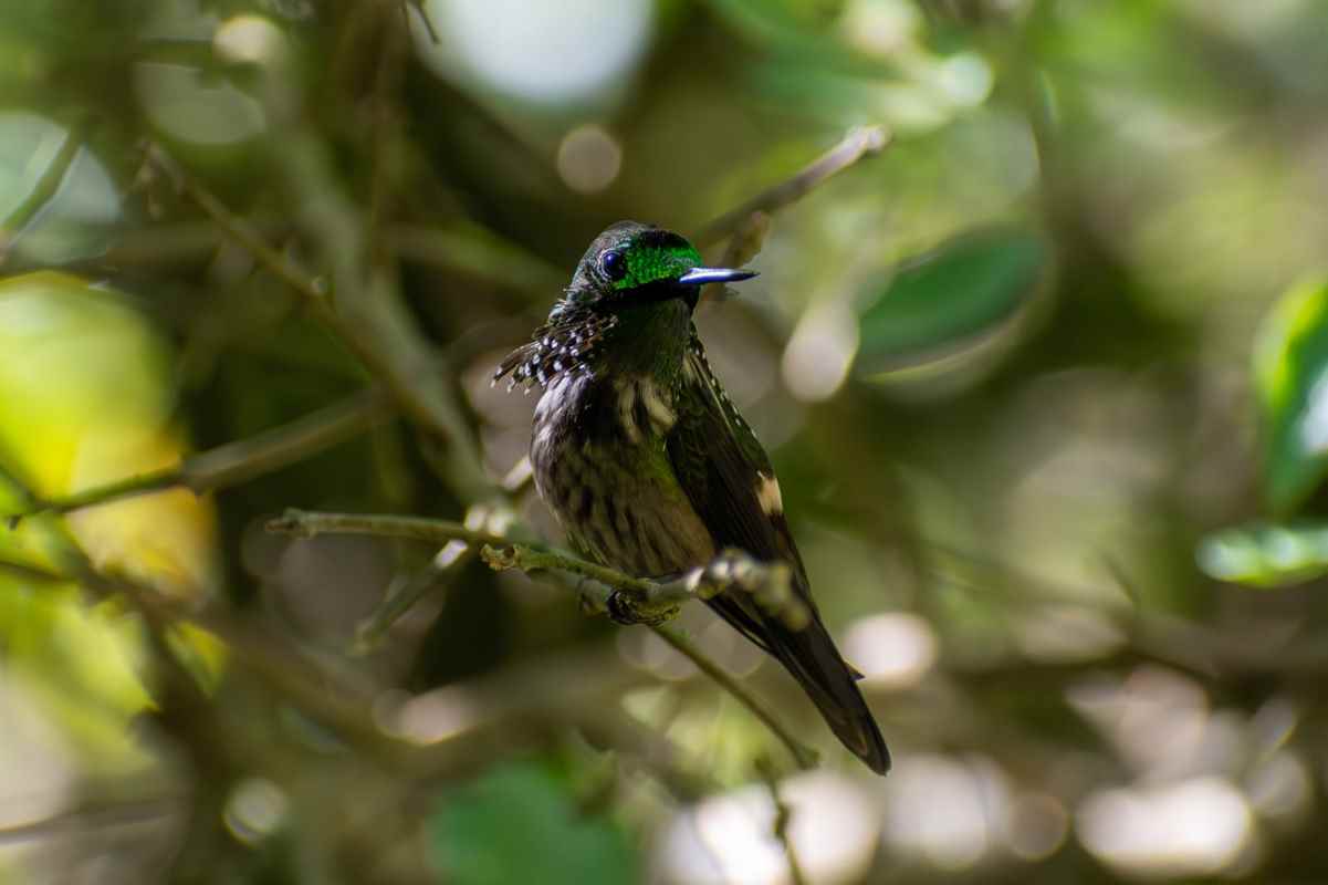 Itapema participa de maior evento mundial de observação de aves