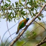 Itapema participa de maior evento mundial de observação de aves