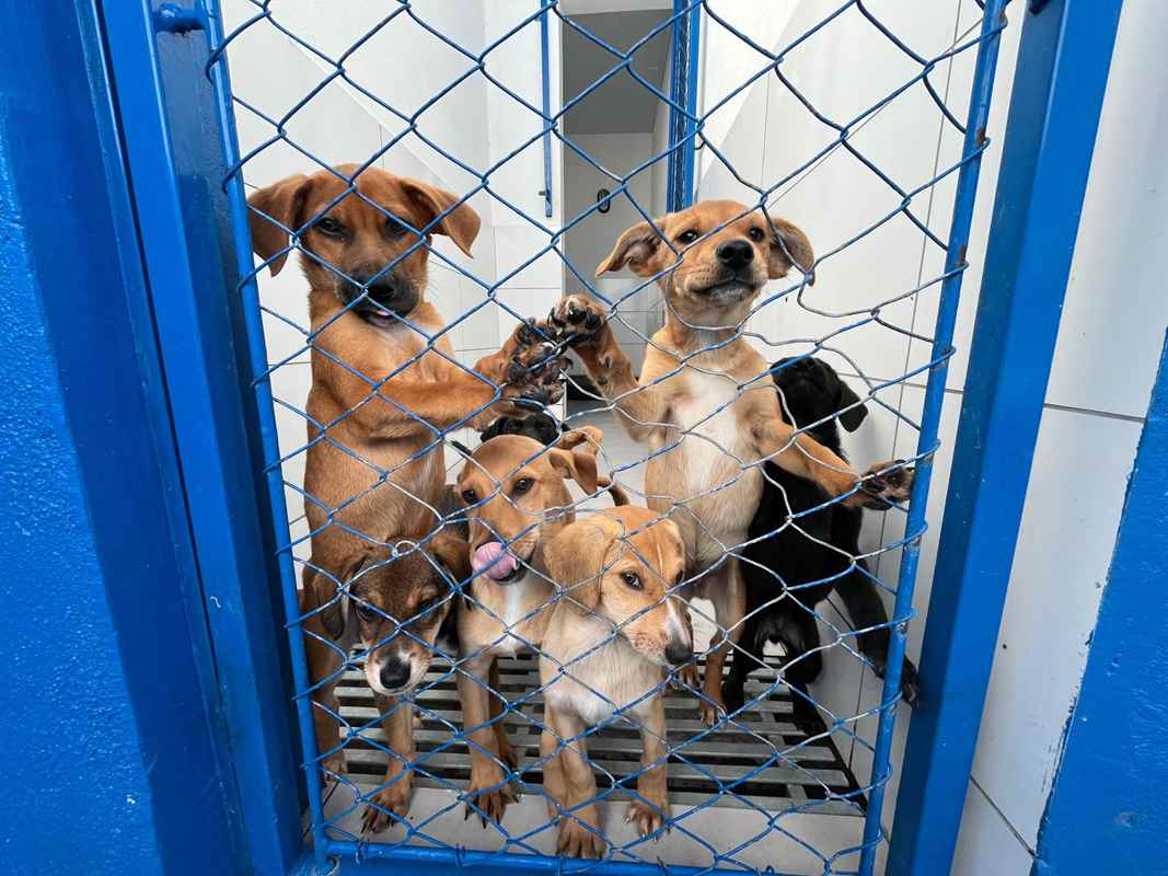 DABA de Itapema tem 90 animais prontos para adoção