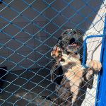 DABA de Itapema tem 90 animais prontos para adoção