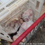 Mais de 620kg de carne imprópria são apreendidos em Itapema durante força-tarefa