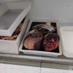 Mais de 620kg de carne imprópria são apreendidos em Itapema durante força-tarefa