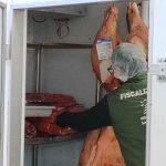 Mais de 620kg de carne imprópria são apreendidos em Itapema durante força-tarefa