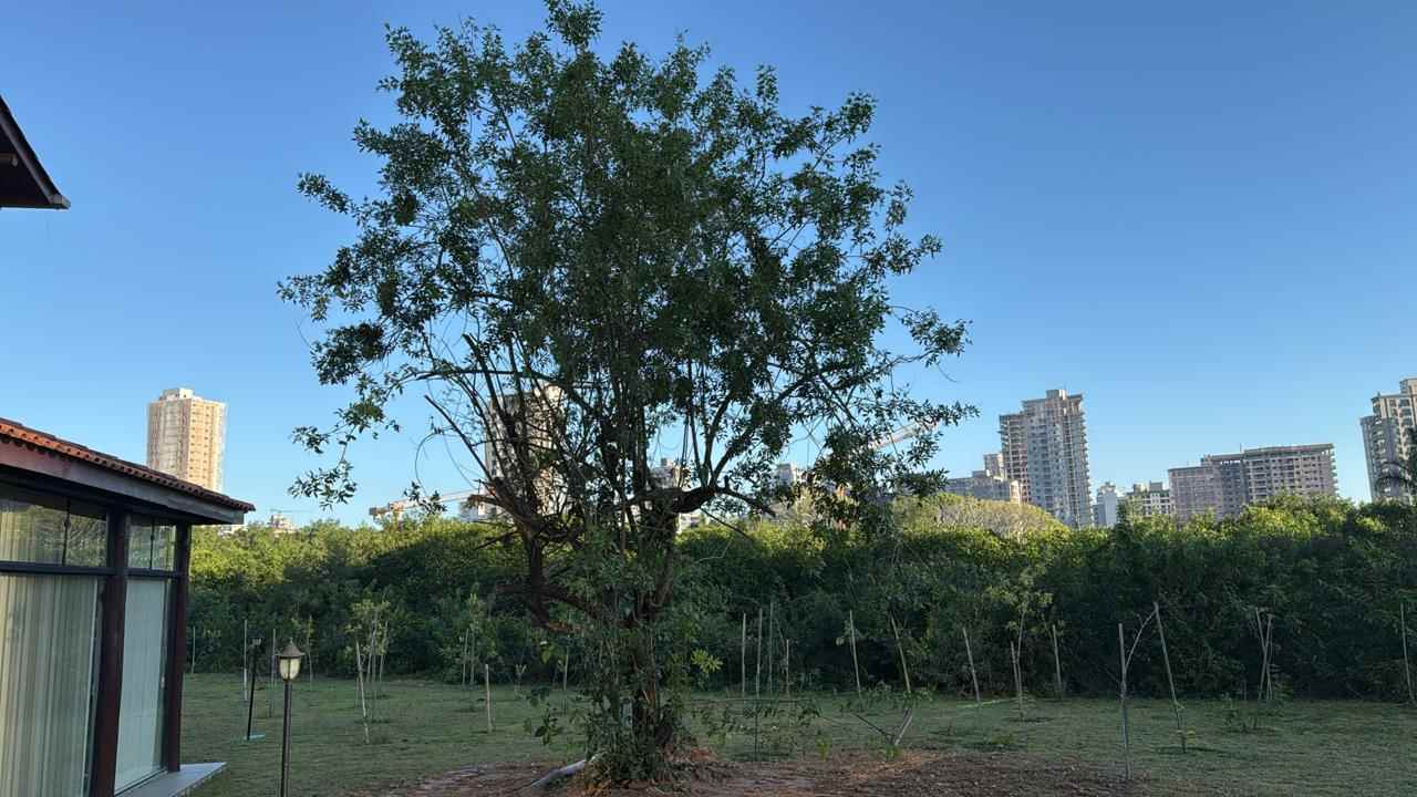 PORTO BELO - Porto Belo realiza transplante de árvores para preservar a flora local