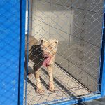 Itapema oferece castração gratuita para cães da raça pitbull e similares