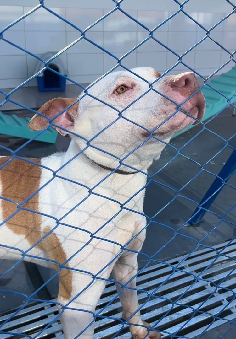 Itapema oferece castração gratuita para cães da raça pitbull e similares