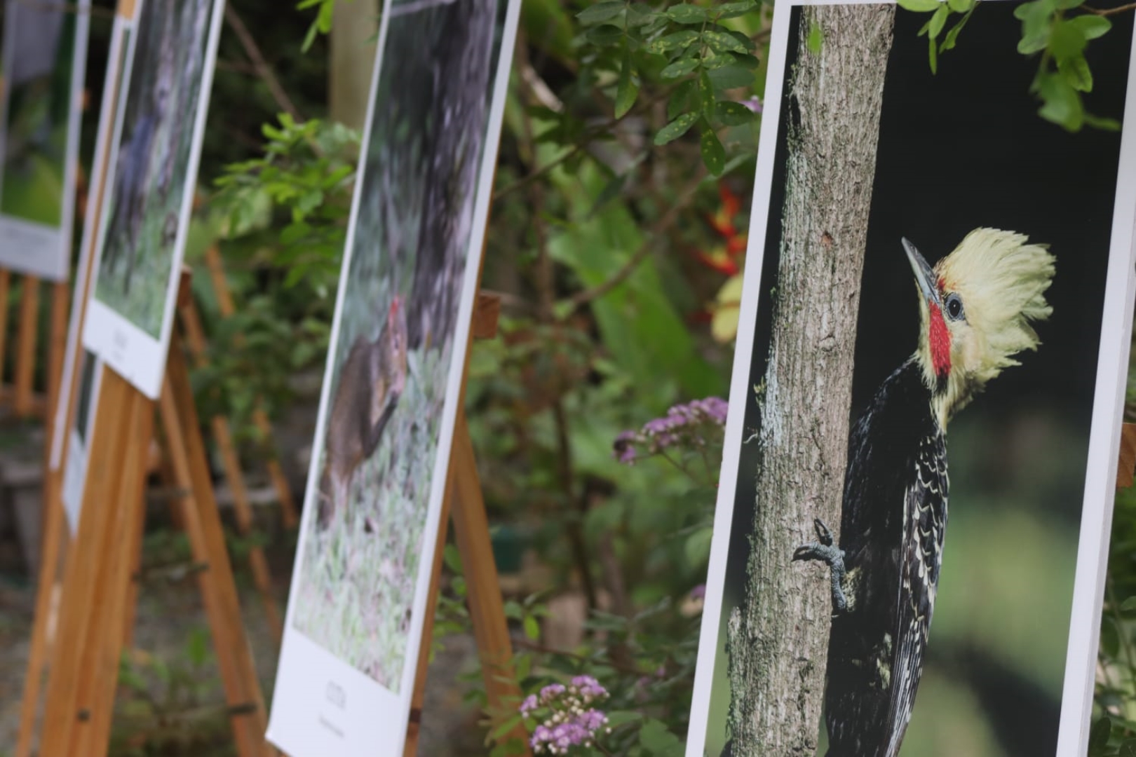 Festival do Beija-Flor reúne apaixonados pela natureza na Reserva Embaúva