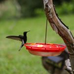 Festival do Beija-Flor reúne apaixonados pela natureza na Reserva Embaúva