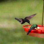 Festival do Beija-Flor reúne apaixonados pela natureza na Reserva Embaúva