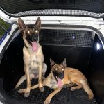 Operação “Ruído Zero” fiscaliza estabelecimentos e reforça combate à perturbação do sossego em Itapema