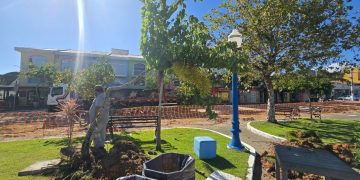 Porto Belo realiza transplante de árvores da Praça da Bandeira para avanço das obras da Rua Coberta