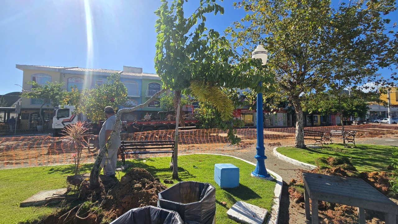 Porto Belo realiza transplante de árvores da Praça da Bandeira para avanço das obras da Rua Coberta